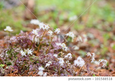 Seri bauren flowers 101588518