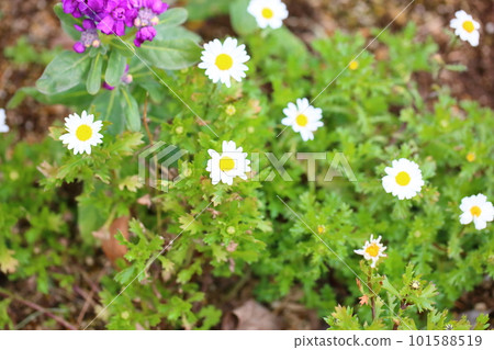 North pole flowers North pole flowers 101588519