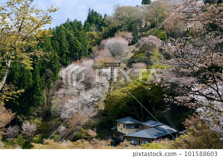[奈良]吉野千本櫻的風景（春天） 101588603