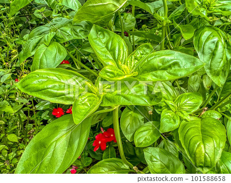 green basil and red flowers 101588658