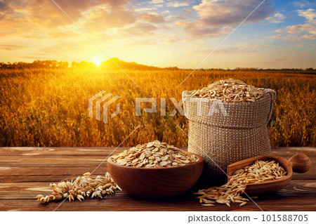 oat flakes in bowl and grains in sack on table with ripe cereal field on sunset as background 101588705