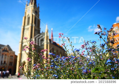 Freedom Square Novi Sad Serbia April 30 2022 People walk along the street. Pink and blue forget-me-not flowers grow in a flower bed. The Name of Mary Church, Roman Catholic parish church in Novi Sad Freedom Square Novi Sad Serbia April 30 2022 People walk along the street. Pink and blue forget-me-not flowers grow in a flower bed. The Name of Mary Church, Roman Catholic parish church in Novi Sad 101588896