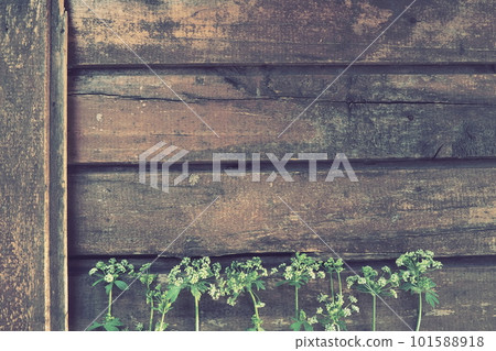 White wild flowers on a wooden background. Parsley celery flowers are laid out below on an old rustic table. Postcard in Provence style. Summer natural background. Umbelliferae, or Celery Apiaceae. 101588918