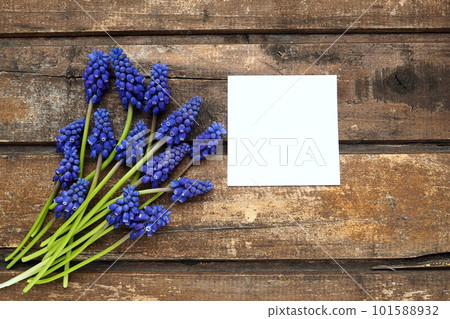 Blue spring flowers on a wooden background. Muscari armeniacum on a table. White sheet of paper for text. Copy space still life flat lay. Armenian grape hyacinth. 101588932
