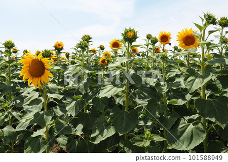 The Helianthus sunflower is a genus of plants in the Asteraceae family. Annual sunflower and tuberous sunflower. Agricultural field. Blooming bud with yellow petals. Furry leaves. Serbia agriculture 101588949