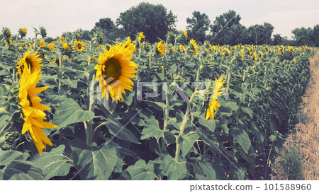 The Helianthus sunflower is a genus of plants in the Asteraceae family. Annual sunflower and tuberous sunflower. Agricultural field. Blooming bud with yellow petals. Furry leaves. Serbia agriculture The Helianthus sunflower is a genus of plants in the Asteraceae family. Annual sunflower and tuberous sunflower. Agricultural field. Blooming bud with yellow petals. Furry leaves. Serbia agriculture 101588960
