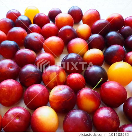 Cherry plum on a white background. A yellow-red cherry plum mix just removed from a tree. Delicious fresh plum berries. Appetizing large cherry plum for sale catalog. Food on a white background 101588983