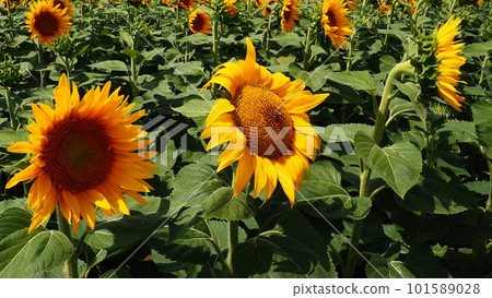 Agricultural sunflowers field. The Helianthus sunflower is a genus of plants in the Asteraceae family. Annual sunflower and tuberous sunflower. Blooming bud with yellow petals. Furry leaves. Serbia. Agricultural sunflowers field. The Helianthus sunflower is a genus of plants in the Asteraceae family. Annual sunflower and tuberous sunflower. Blooming bud with yellow petals. Furry leaves. Serbia. 101589028