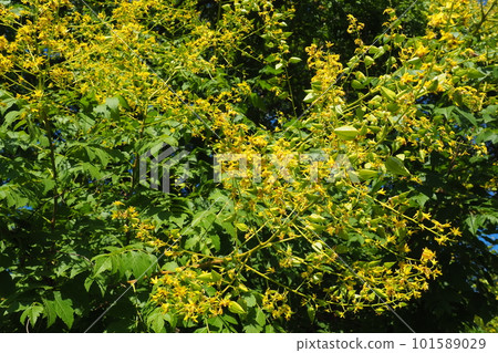 Koelreuteria paniculata is a species of flowering plant in the family Sapindaceae. A tree blooming with yellow flowers. Goldenrain tree, pride of India, China tree and the varnish tree. Koelreuteria paniculata is a species of flowering plant in the family Sapindaceae. A tree blooming with yellow flowers. Goldenrain tree, pride of India, China tree and the varnish tree. 101589029