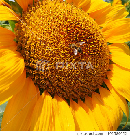 The Helianthus sunflower is a genus of plants in the Asteraceae family. Annual sunflower and tuberous sunflower. Agricultural field. Blooming bud with yellow petals. Furry leaves One big flower. Bee 101589052