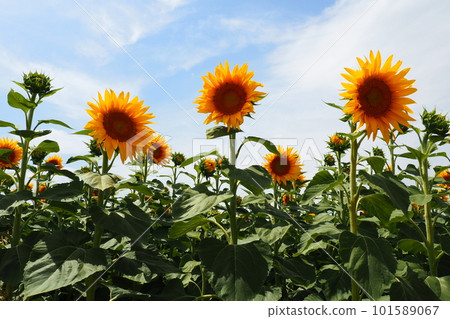 The Helianthus sunflower is a genus of plants in the Asteraceae family. Annual sunflower and tuberous sunflower. Agricultural field. Blooming bud with yellow petals. Furry leaves. Serbia agriculture 101589067