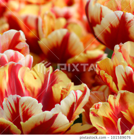 tulip Tulipa, bulbous herbs in lily family Liliaceae. Tulips, garden flowers, cultivars and varieties. Flowers delicate reddish yellow with stripes and spots. Beautiful buds. Landscaping, flowerbed tulip Tulipa, bulbous herbs in lily family Liliaceae. Tulips, garden flowers, cultivars and varieties. Flowers delicate reddish yellow with stripes and spots. Beautiful buds. Landscaping, flowerbed 101589076