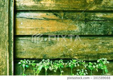 White wild flowers on a wooden background. Parsley celery flowers are laid out below on an old rustic table. Postcard in country style. Summer natural background. Umbelliferae, or Celery Apiaceae. 101589088