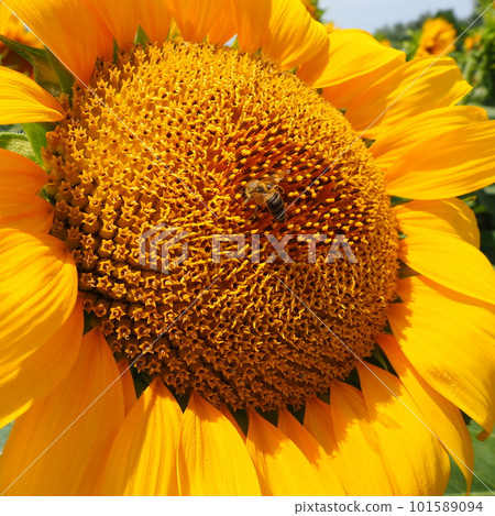 The Helianthus sunflower is a genus of plants in the Asteraceae family. Annual sunflower and tuberous sunflower. Agricultural field. Blooming bud with yellow petals. Furry leaves One big flower. Bee 101589094