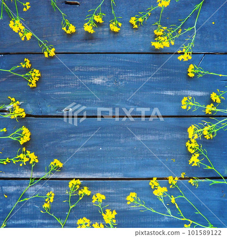 Yellow rapeseed flowers laid out in a circle on wooden background. Wildflowers are arranged neatly on the table. Copy space still life. Free space for text. Brassica napus Cabbageaceae. Wooden tray Yellow rapeseed flowers laid out in a circle on wooden background. Wildflowers are arranged neatly on the table. Copy space still life. Free space for text. Brassica napus Cabbageaceae. Wooden tray 101589122