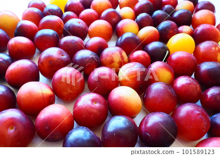 Cherry plum on a white background. A yellow-red cherry plum mix just removed from a tree. Delicious fresh plum berries. Appetizing large cherry plum for sale catalog. Food on a white background Cherry plum on a white background. A yellow-red cherry plum mix just removed from a tree. Delicious fresh plum berries. Appetizing large cherry plum for sale catalog. Food on a white background 101589123