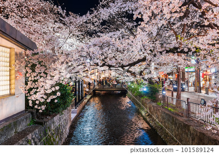 Kyoto in spring, cherry blossoms on the Takase River at night * partly soft focus Kyoto in spring, cherry blossoms on the Takase River at night * partly soft focus 101589124