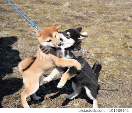 頑皮的柴犬小狗 101589141