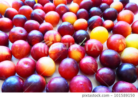 Cherry plum on a white background. A yellow-red cherry plum mix just removed from a tree. Delicious fresh plum berries. Appetizing large cherry plum for sale catalog. Food on a white background 101589150