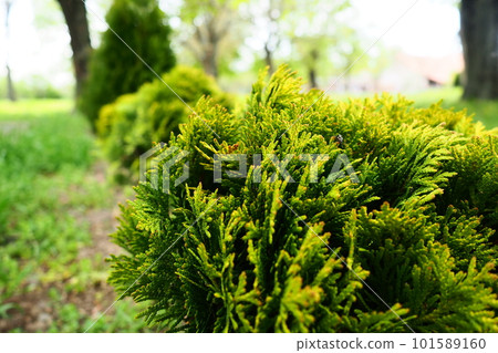 Sheared thuja on the lawn. Shaping the crown of thuja. Garden and park. Floriculture and horticulture. Landscaping of urban and rural areas. Yellow-green leaves and needles of coniferous plant 101589160