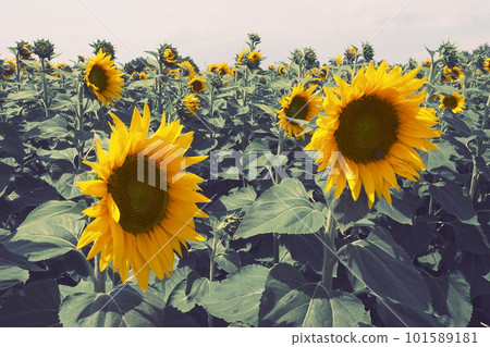 The Helianthus sunflower is a genus of plants in the Asteraceae family. Annual sunflower and tuberous sunflower. Agricultural field. Blooming bud with yellow petals. Furry leaves. Serbia agriculture 101589181