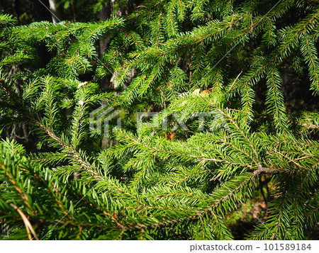 Picea spruce, a genus of coniferous evergreen trees in the pine family Pinaceae. Coniferous forest in Karelia. Spruce branches and needles. The problem of ecology, deforestation and climate change 101589184