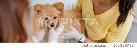 Veterinary doctor checking up pet in vet hospital 101589788