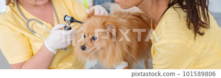 Woman veterinarian inspecting ears of dog in clinic Woman veterinarian inspecting ears of dog in clinic 101589806