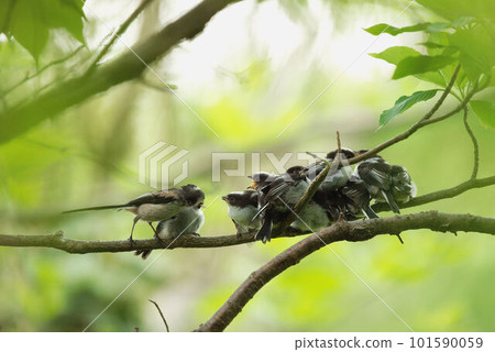 Young birds after fledging and parents feeding 101590059