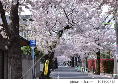 Bus stop at Fukasawa High School in Setagaya and rows of cherry blossom trees in full bloom Bus stop at Fukasawa High School in Setagaya and rows of cherry blossom trees in full bloom 101590218