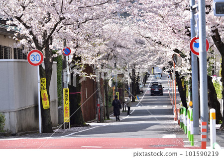 Row of cherry blossom trees in the former Shinmachi residential area (Setagaya, Fukasawa, Nishi Odori) 101590219