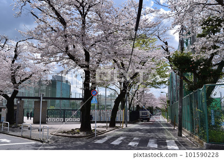 Row of cherry blossom trees at Nihon University Sakuragaoka High School in Setagaya 101590228