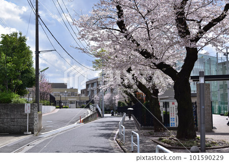 Row of cherry blossom trees at Nihon University Sakuragaoka High School in Setagaya 101590229
