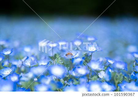 Blue nemophila and a honeybee Blue nemophila and a honeybee 101590367