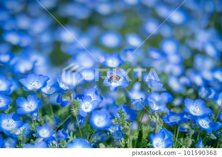 藍色nemophila和蜜蜂 101590368