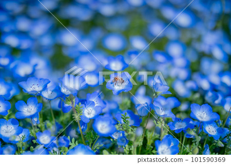 藍色nemophila和蜜蜂 藍色nemophila和蜜蜂 101590369