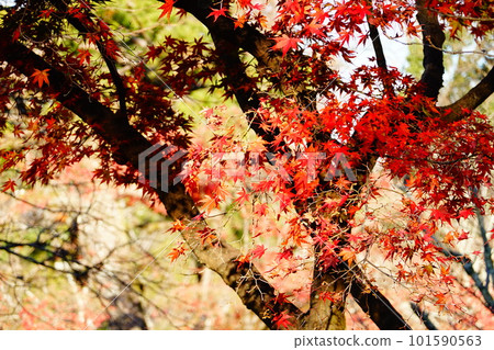 京都的秋天 紅楓葉 101590563