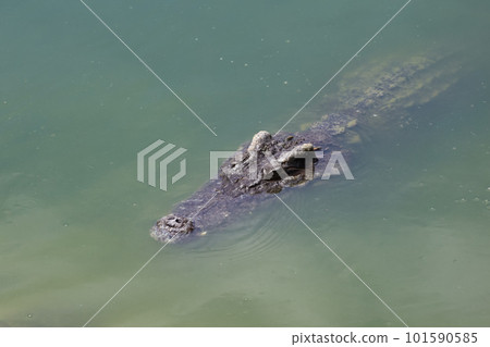 Close up big head crocodile is show head in river 101590585