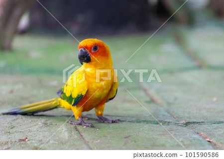 The mini parrot bird on floor The mini parrot bird on floor 101590586
