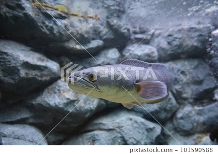 Close up head the snakehead fish 101590588