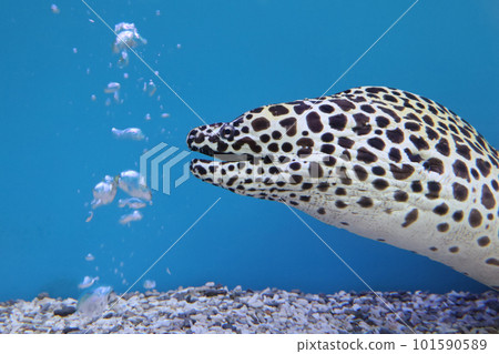 Close up head The Moray eel fish Close up head The Moray eel fish 101590589
