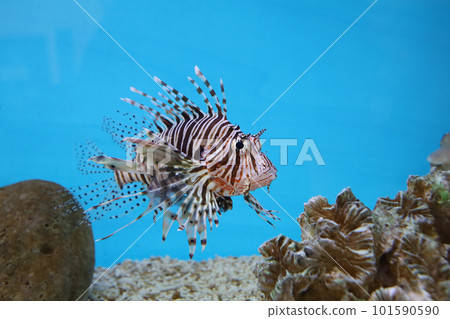 The red lion fish in water on blue background The red lion fish in water on blue background 101590590
