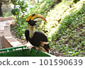 犀鳥 101590639