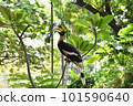 犀鳥 101590640