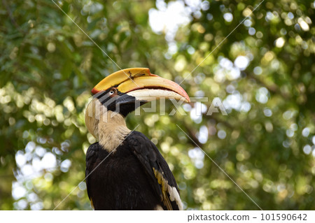 犀鳥 犀鳥 101590642