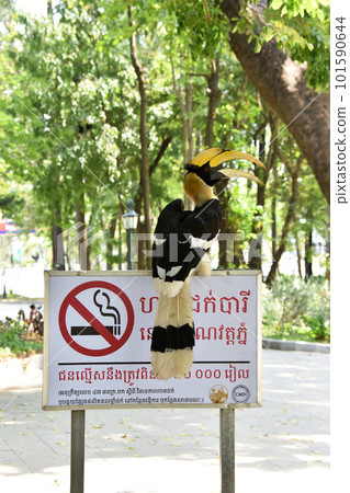 The hornbill 101590644