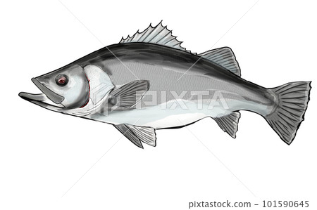 watercolor sea turtle watercolor sea turtle 101590645