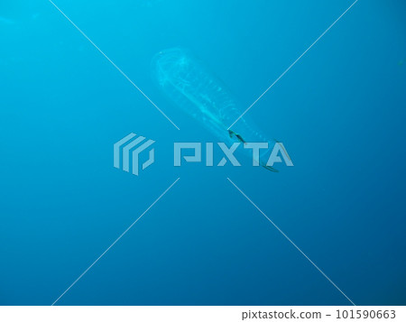 Have you been eaten? 101590663