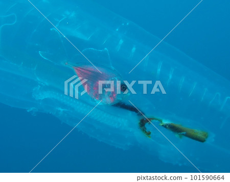 你被吃了嗎？ 101590664