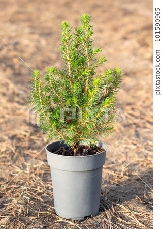 Coniferous plants in pots with a closed root for planting on your garden plot from the nursery. Gardening of a garden plot in spring 101590965